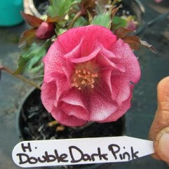 Hellebore Double Dark Pink